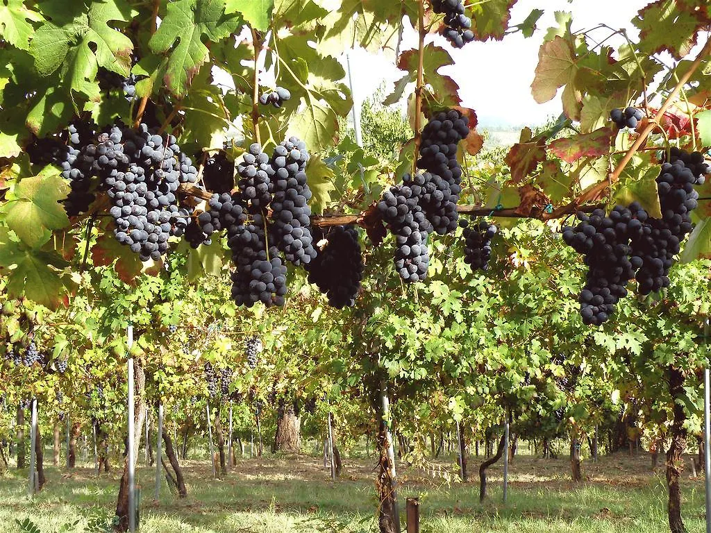 Farm stay Agriturismo Ca' Isotta Villa Serravalle Italy